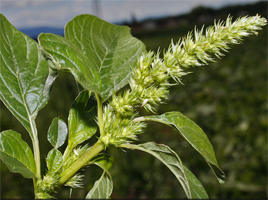 If we do not have a picture for this weed, or you can provide a better picture (scan, digital camera etc) please please e-mail it to us.