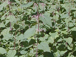 If we do not have a picture for this weed, or you can provide a better picture (scan, digital camera etc) please please e-mail it to us.