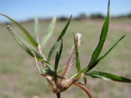 If we do not have a picture for this weed, or you can provide a better picture (scan, digital camera etc) please please e-mail it to us.