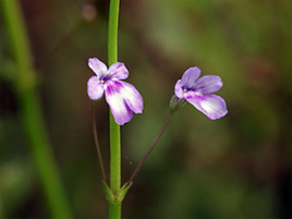 If we do not have a picture for this weed, or you can provide a better picture (scan, digital camera etc) please please e-mail it to us.