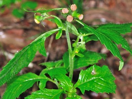 If we do not have a picture for this weed, or you can provide a better picture (scan, digital camera etc) please please e-mail it to us.